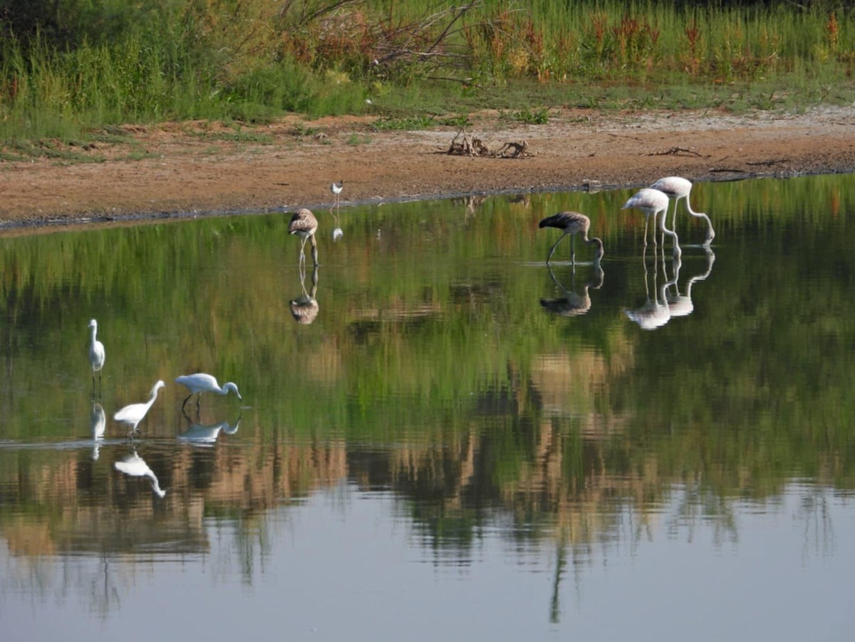 Flamingo - ML640179077