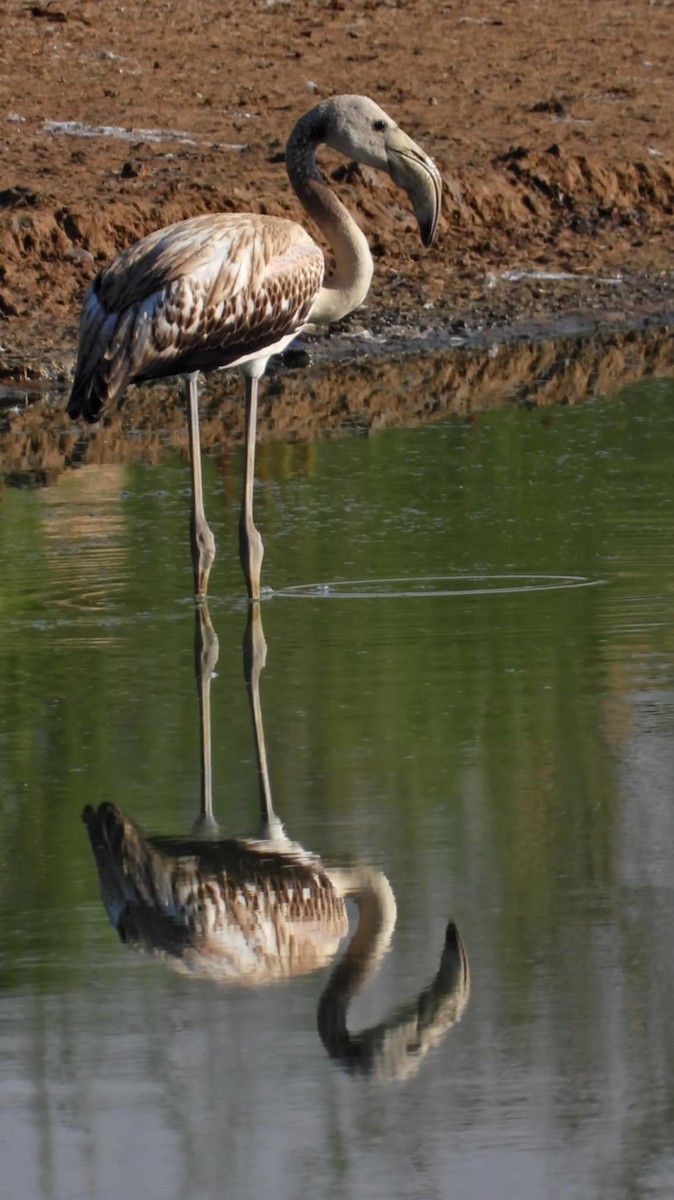 Flamingo - ML640179078