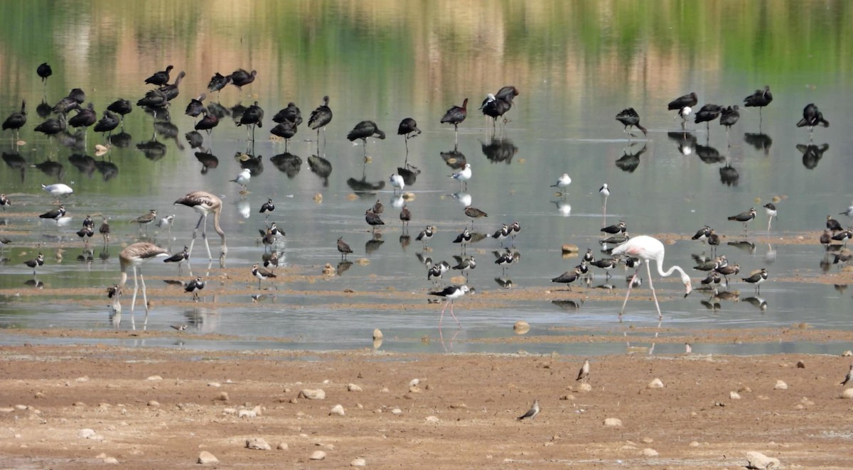 Çeltikçi - ML640179082