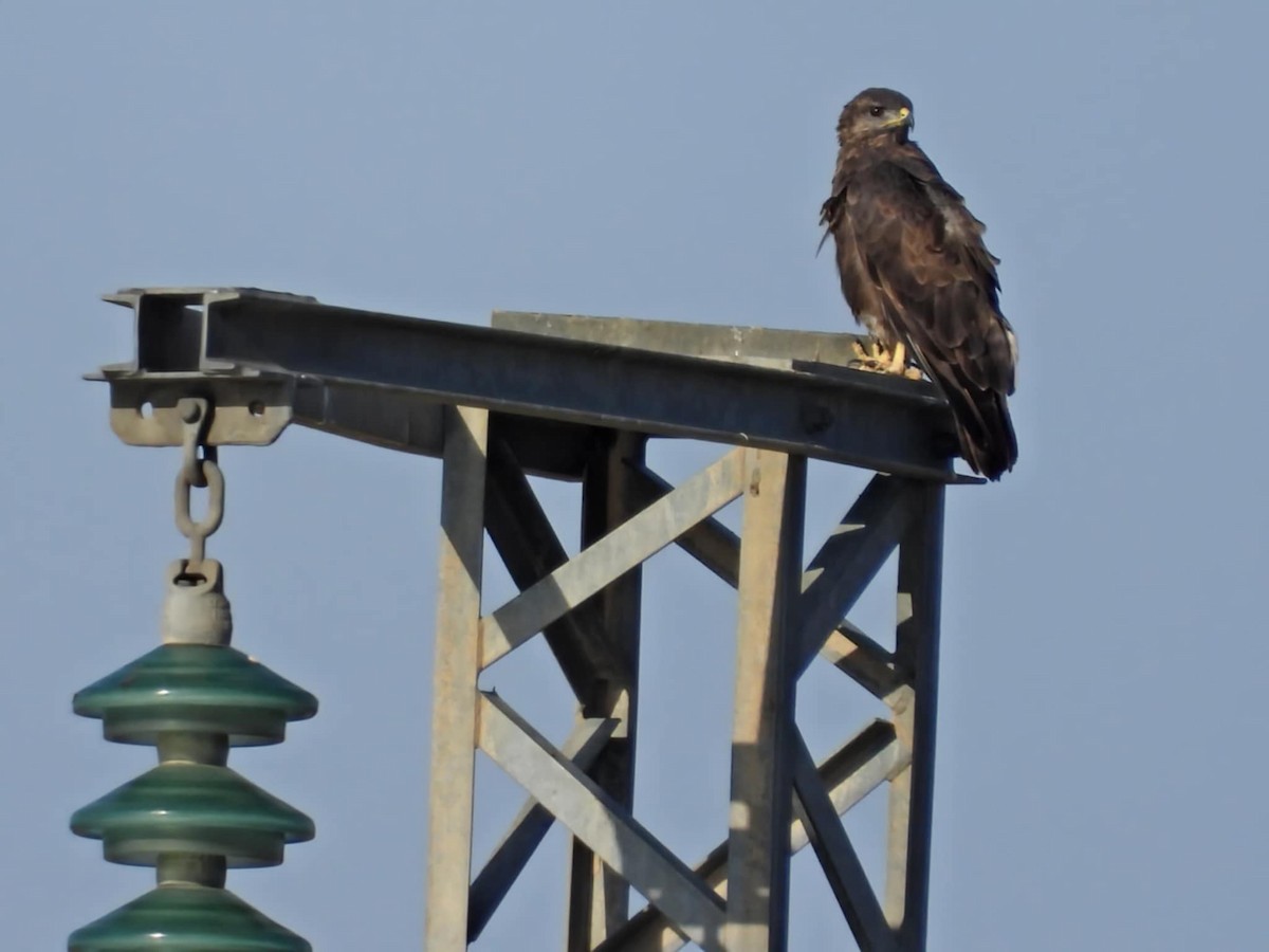 Şahin - ML640179089