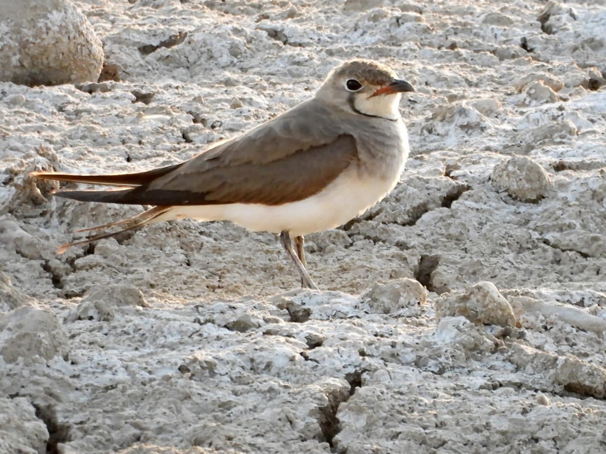 Bataklıkkırlangıcı - ML640179104