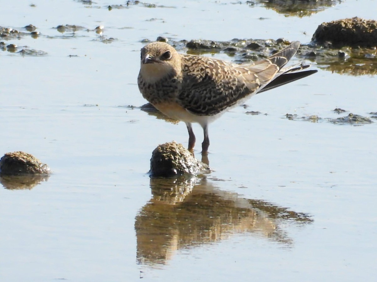 Bataklıkkırlangıcı - ML640179105