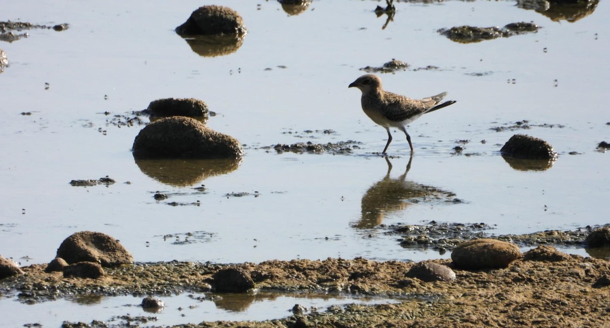 Bataklıkkırlangıcı - ML640179106