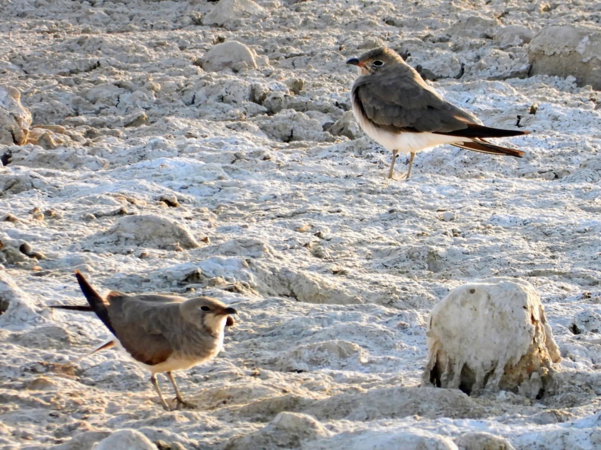 Bataklıkkırlangıcı - ML640179107