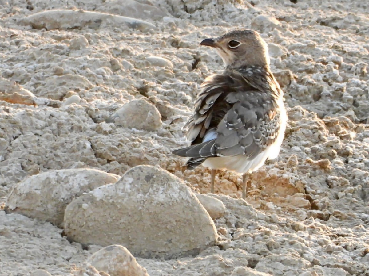 Bataklıkkırlangıcı - ML640179108