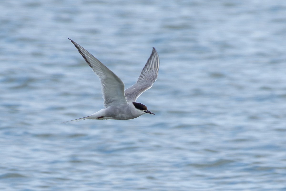 Arctic Tern