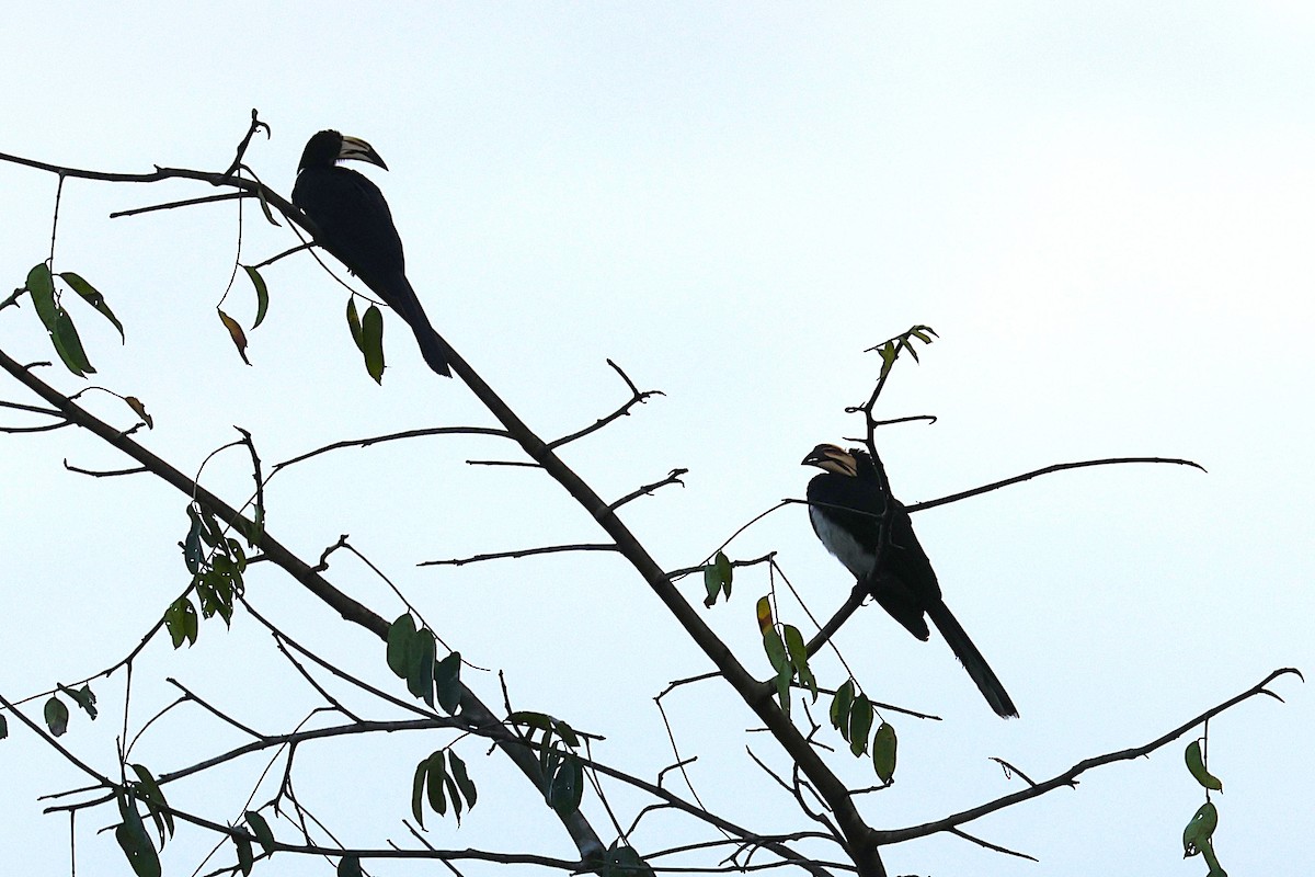 West African Pied Hornbill - ML640179126