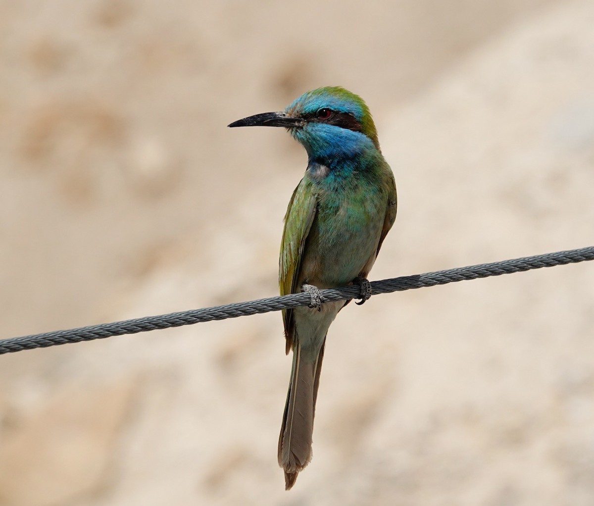 Arabian Green Bee-eater - ML640179155