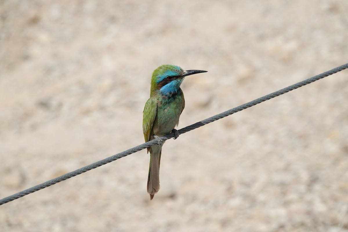 Arabian Green Bee-eater - ML640179157