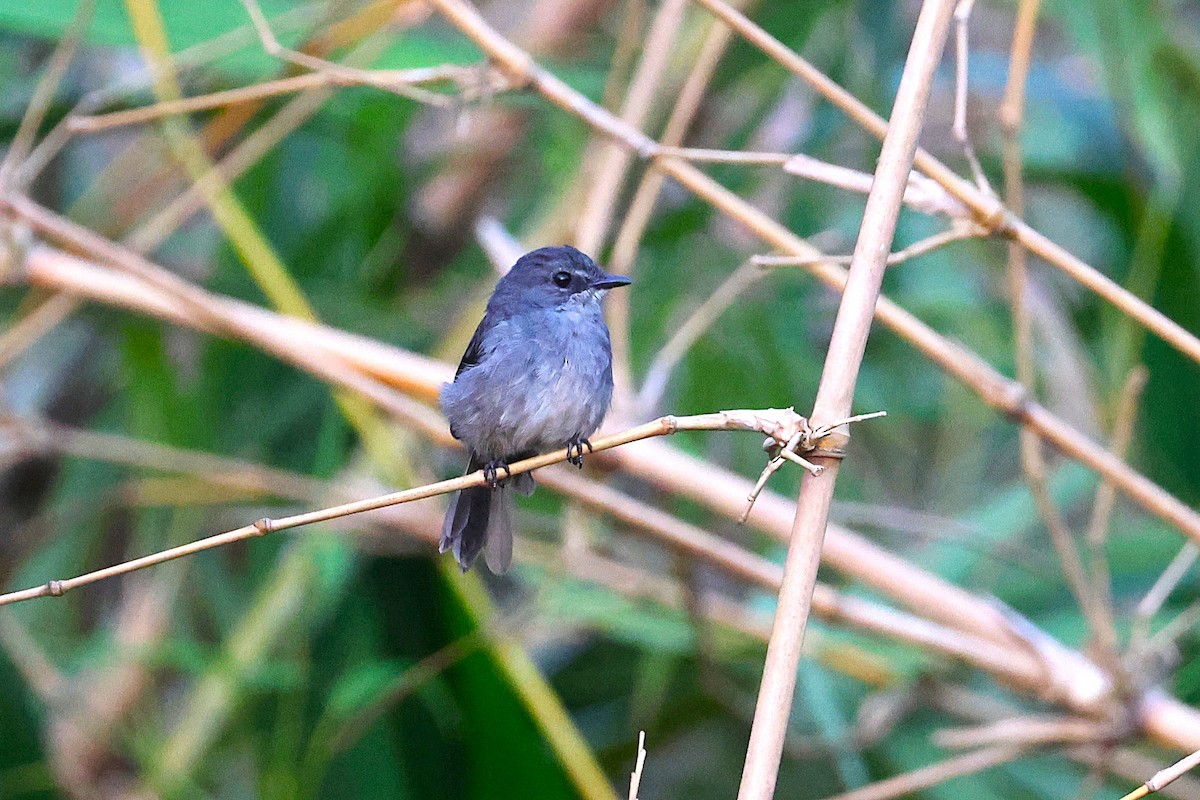 Dusky-blue Flycatcher - ML640179220