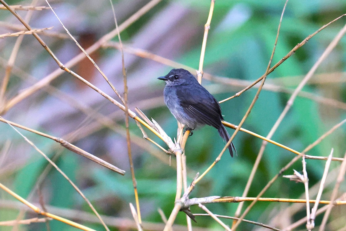 Dusky-blue Flycatcher - ML640179284