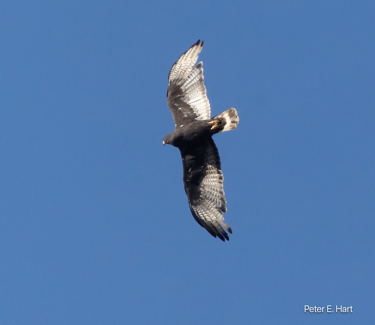 Zone-tailed Hawk - ML640179306