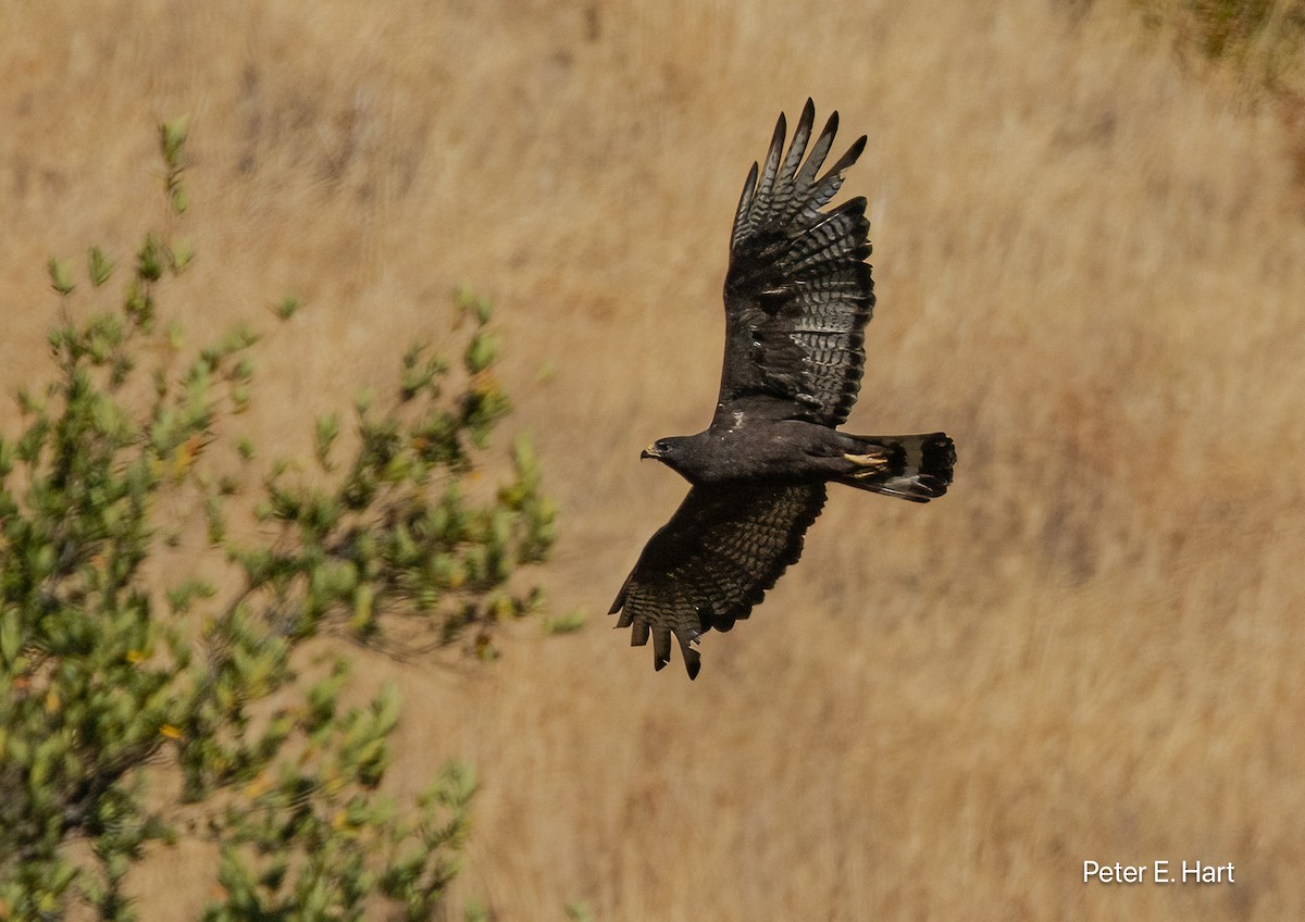 Zone-tailed Hawk - ML640179307