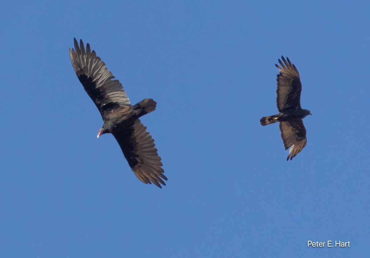 Zone-tailed Hawk - ML640179309
