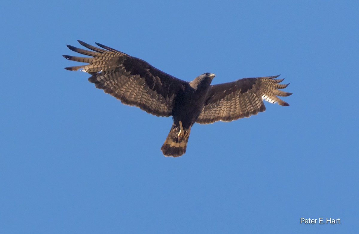 Zone-tailed Hawk - ML640179310