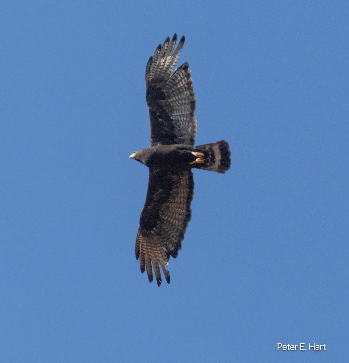 Zone-tailed Hawk - ML640179311