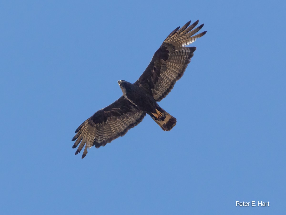 Zone-tailed Hawk - ML640179313