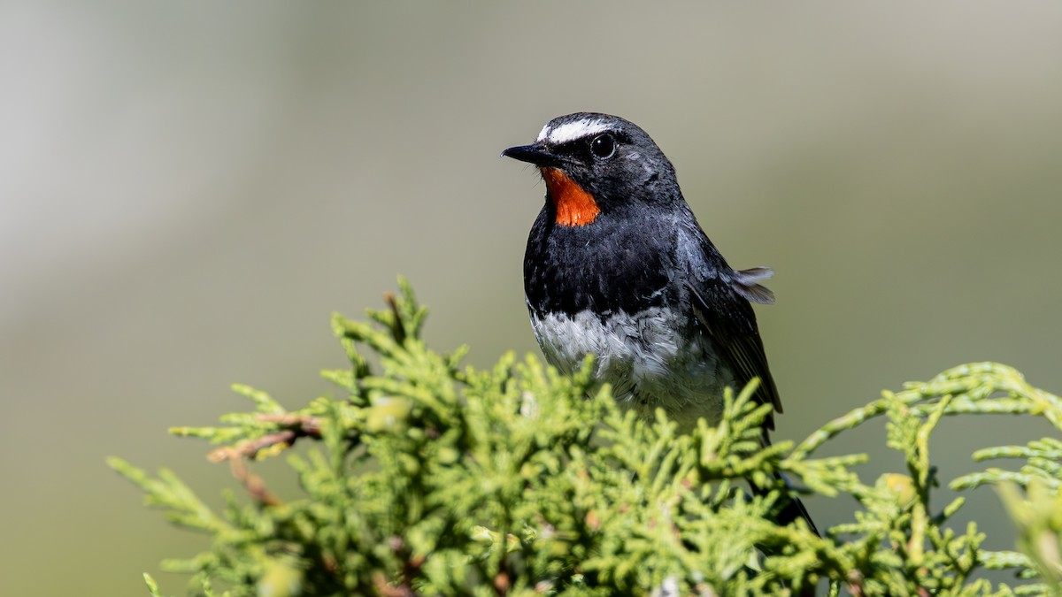 Himalayan Rubythroat - ML640179343