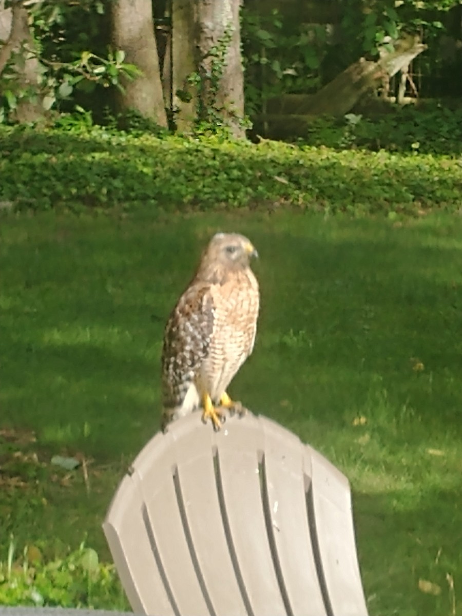 Red-shouldered Hawk - ML640179353