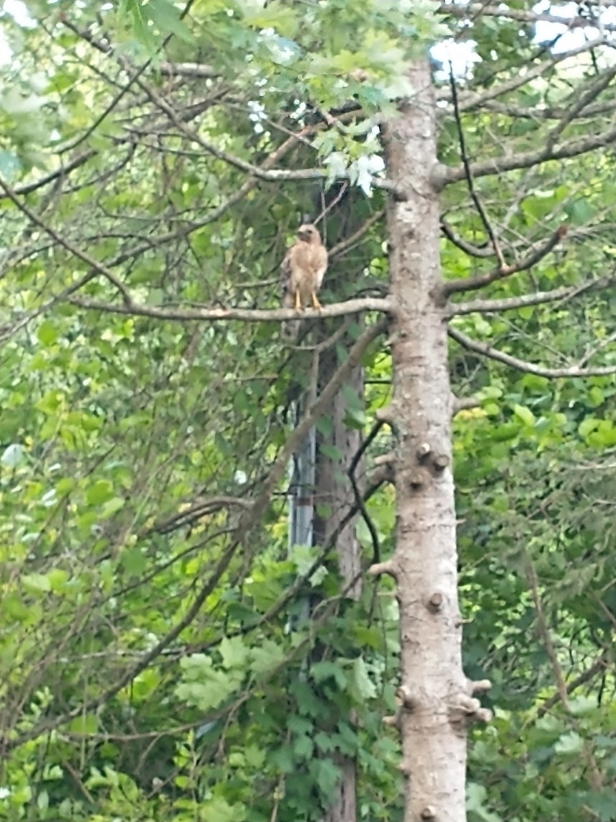 Red-shouldered Hawk - ML640179356