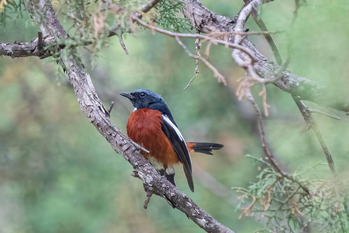White-throated Redstart - ML640179363