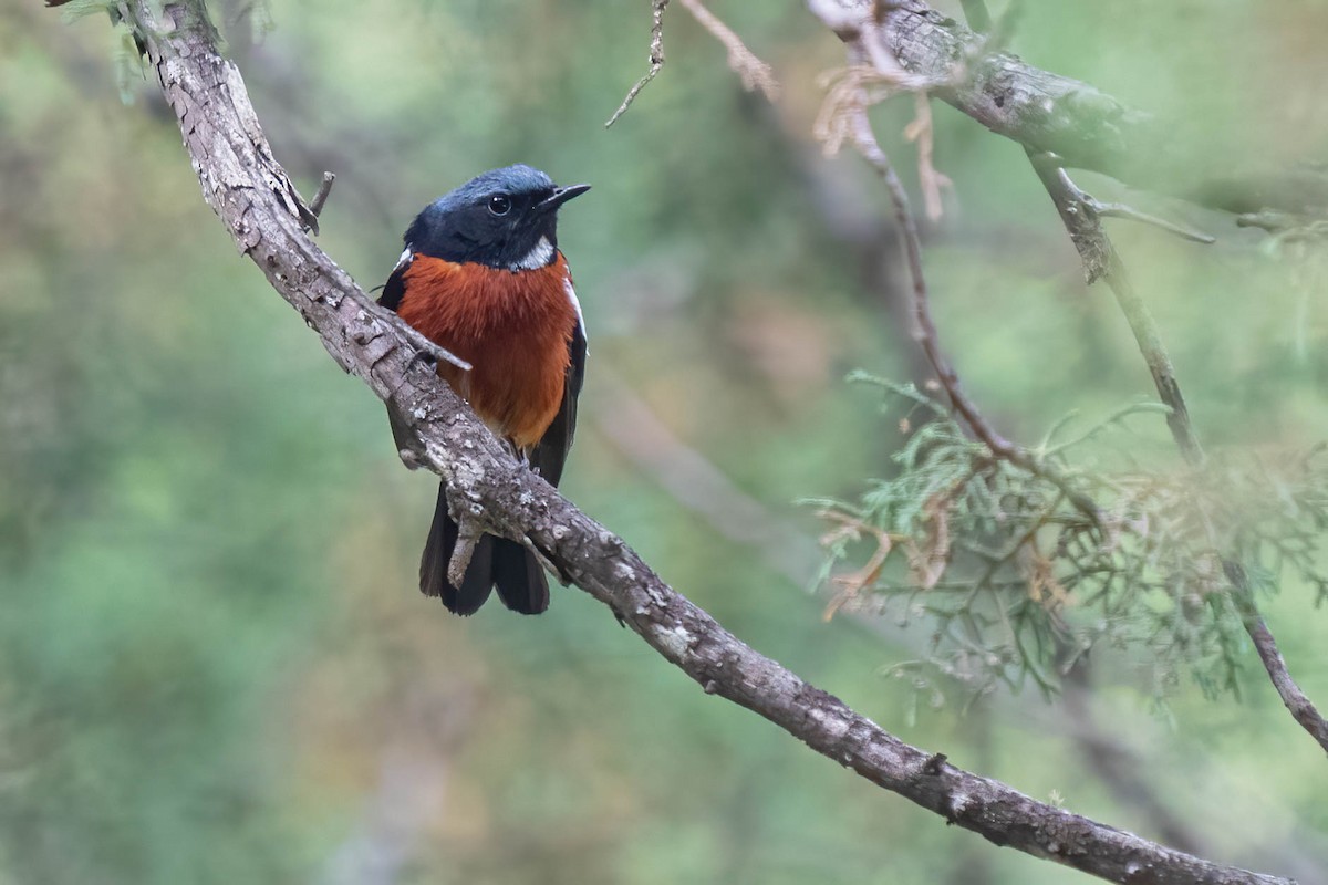 White-throated Redstart - ML640179366