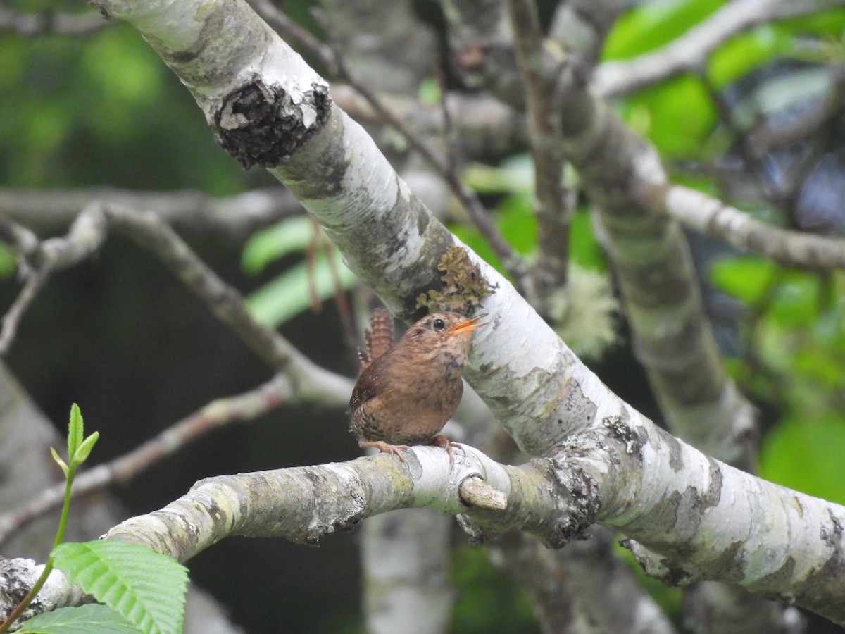 Pacific Wren - ML640179389
