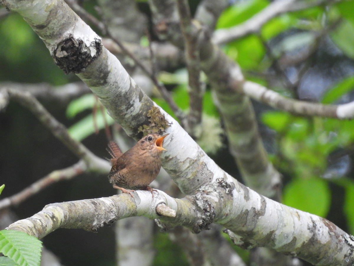 Pacific Wren - ML640179390