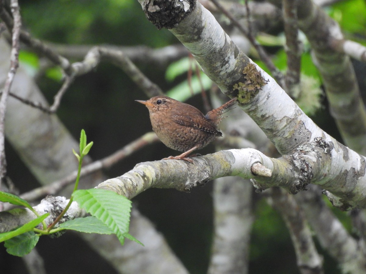 Pacific Wren - ML640179391