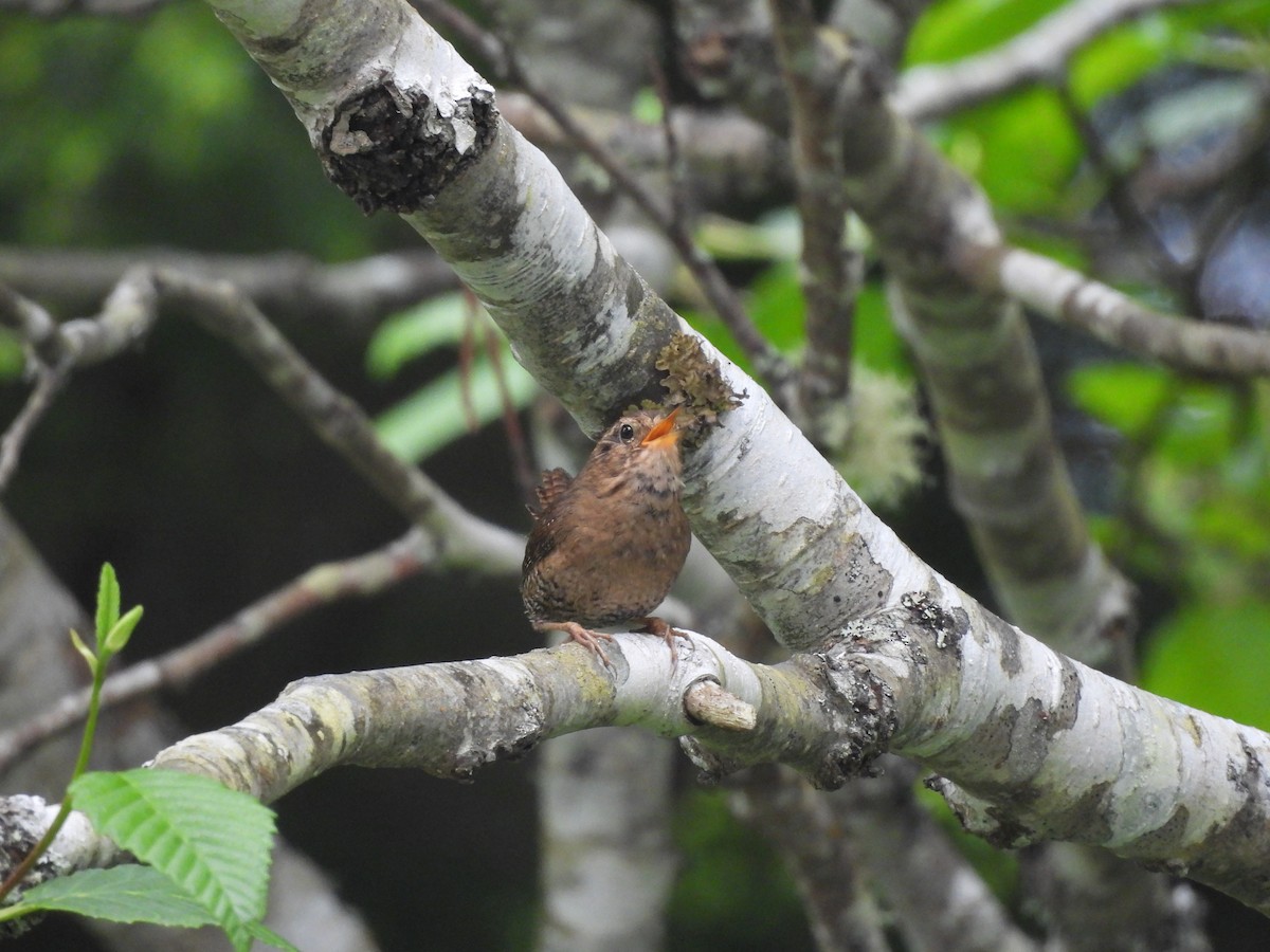 Pacific Wren - ML640179392