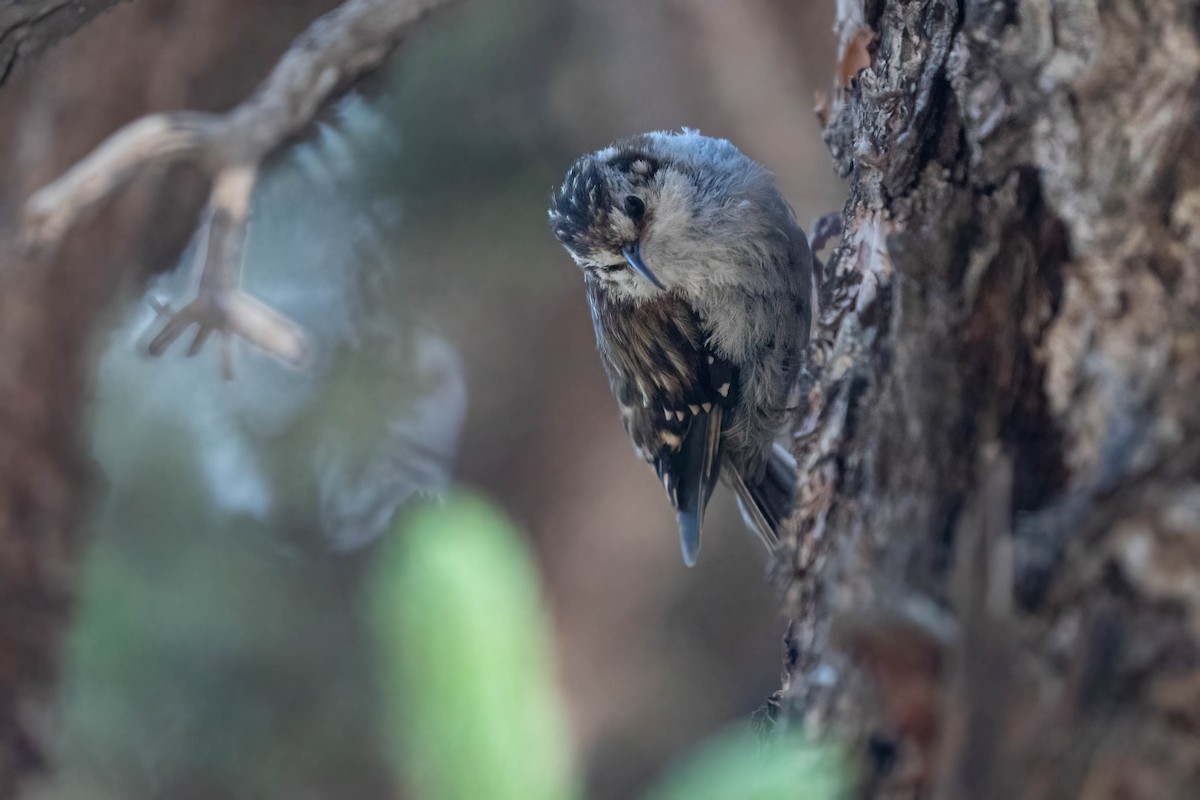 Hodgson's Treecreeper - ML640179393