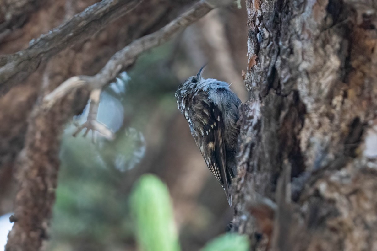 Hodgson's Treecreeper - ML640179398