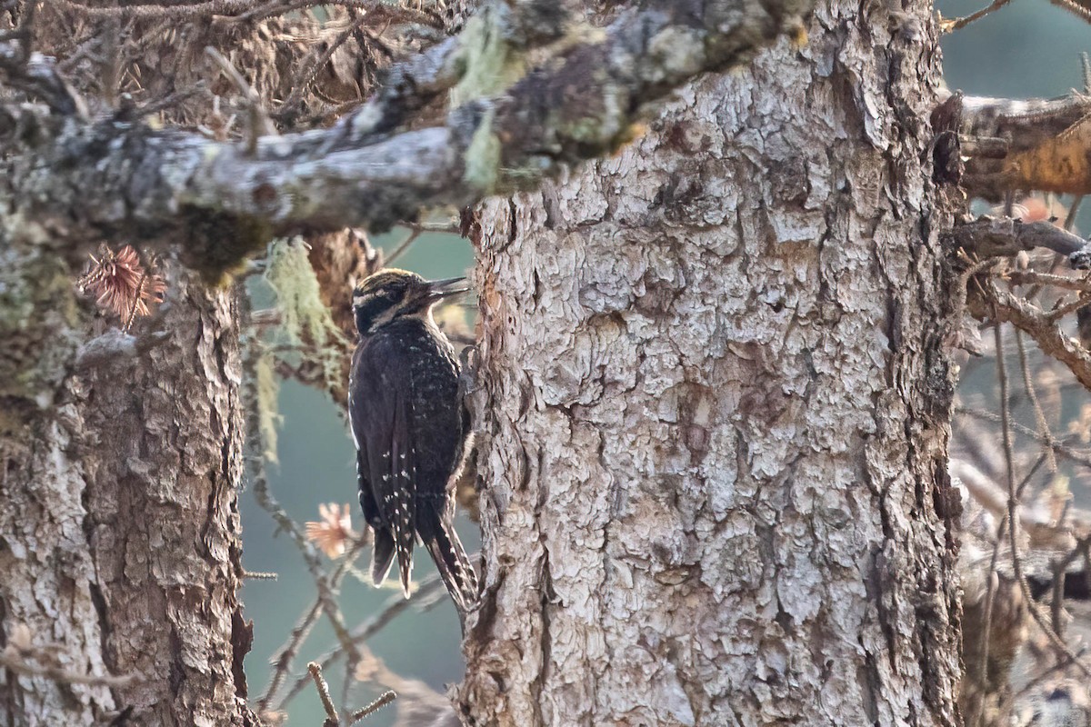 Eurasian Three-toed Woodpecker - ML640179404