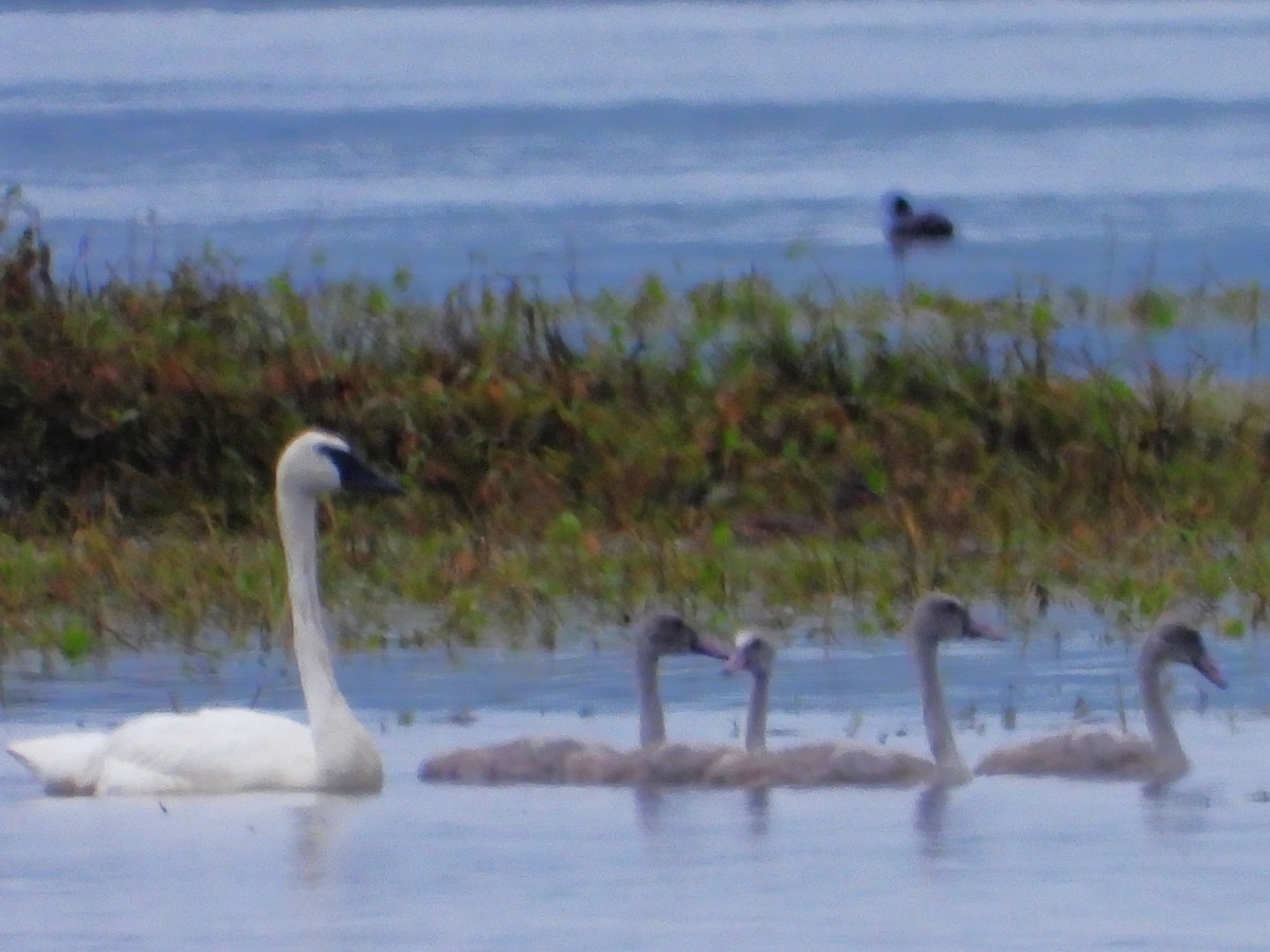 Trumpeter Swan - ML640179406