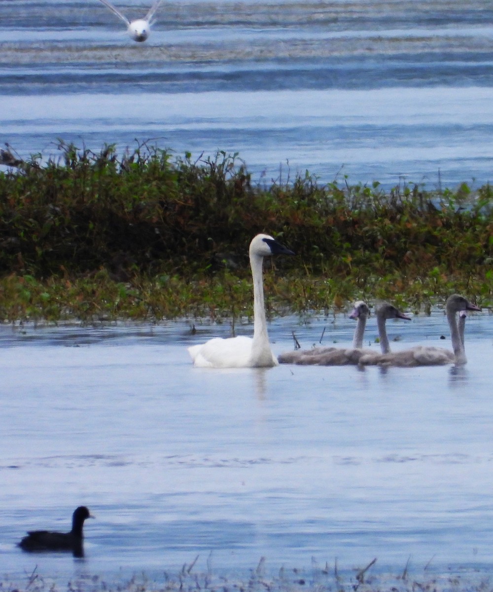 Trumpeter Swan - ML640179409