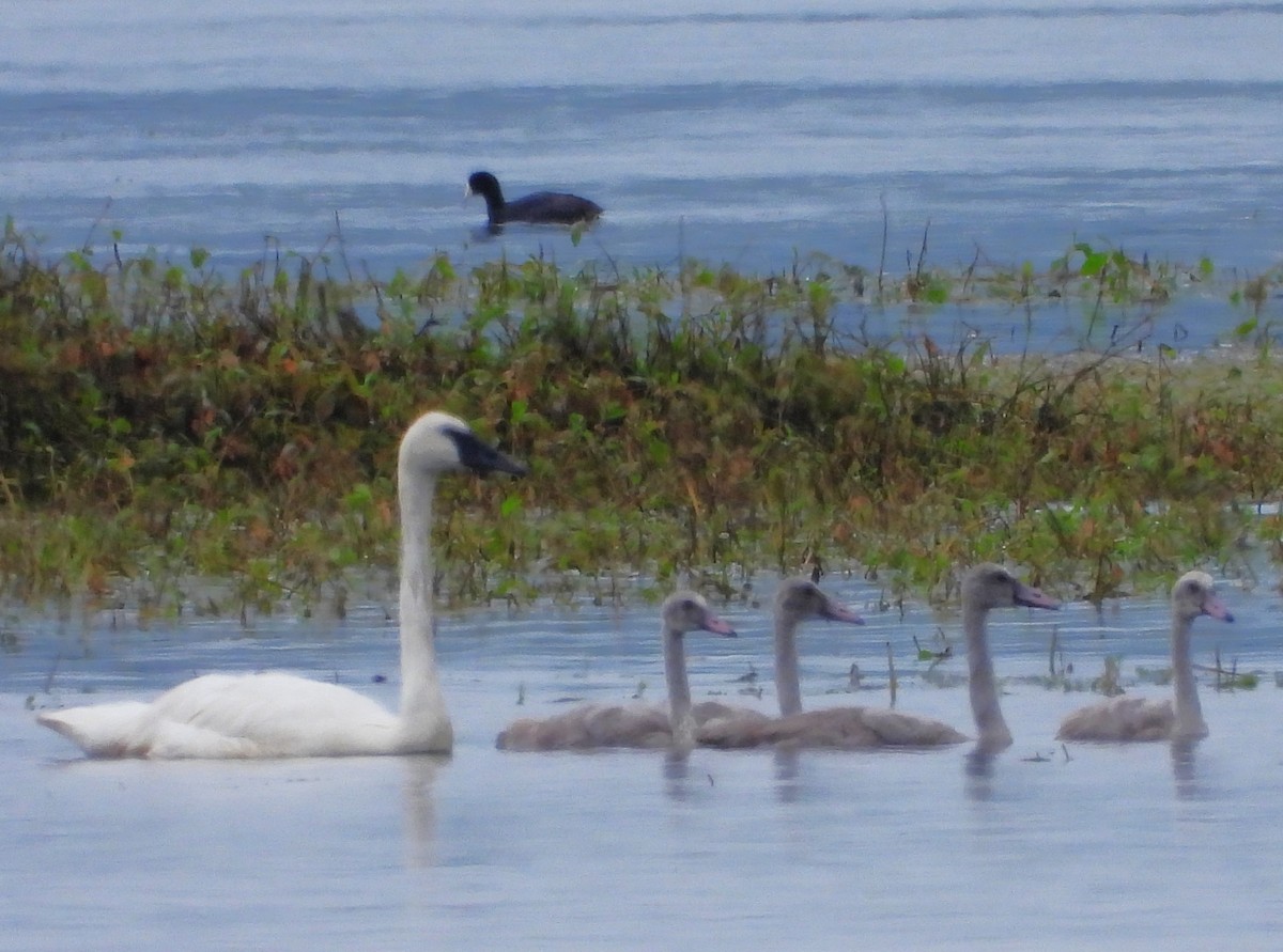 Trumpeter Swan - ML640179410