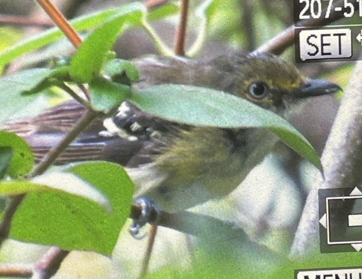 White-eyed Vireo - ML640179415