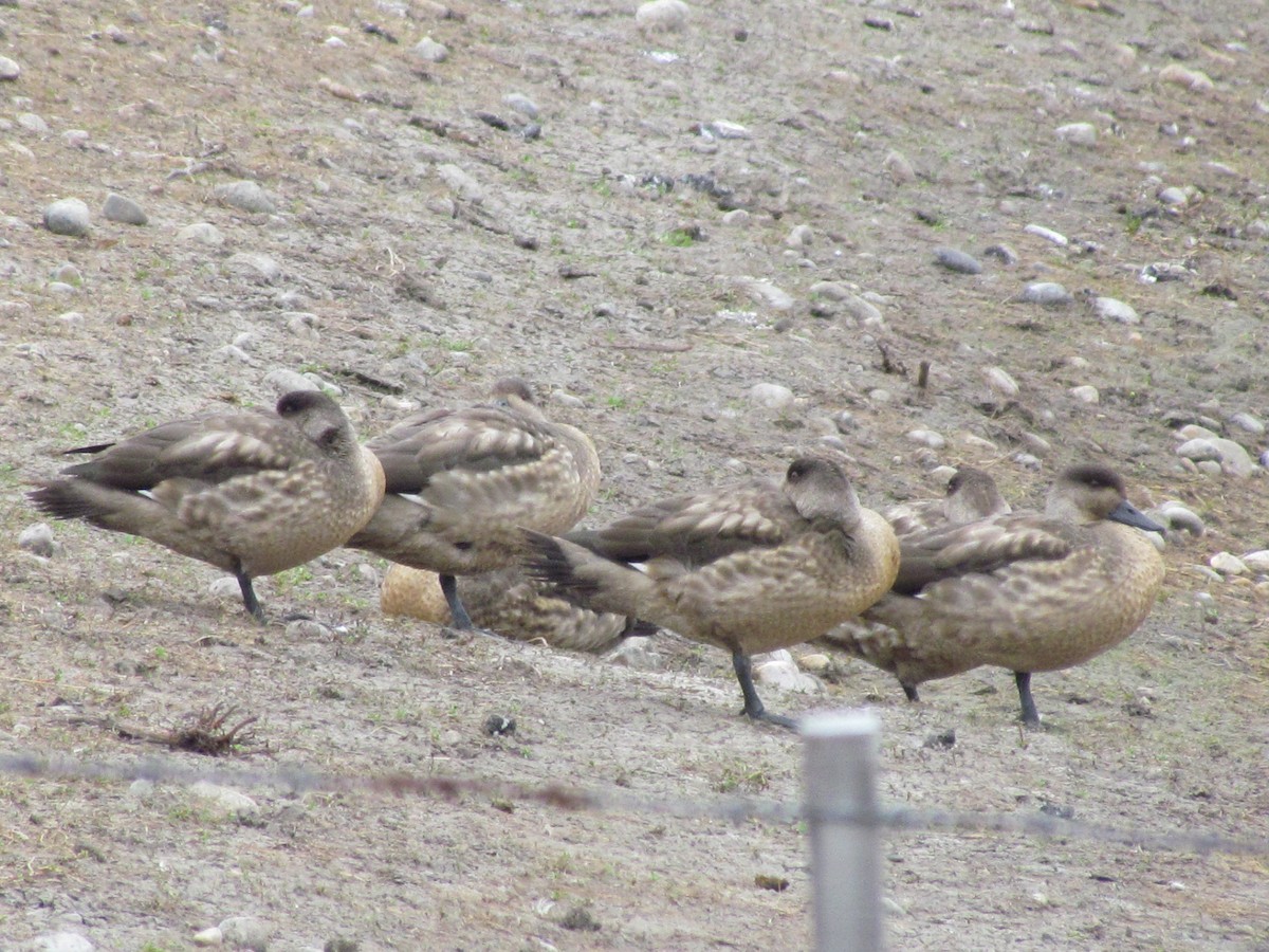 Crested Duck - ML640179425