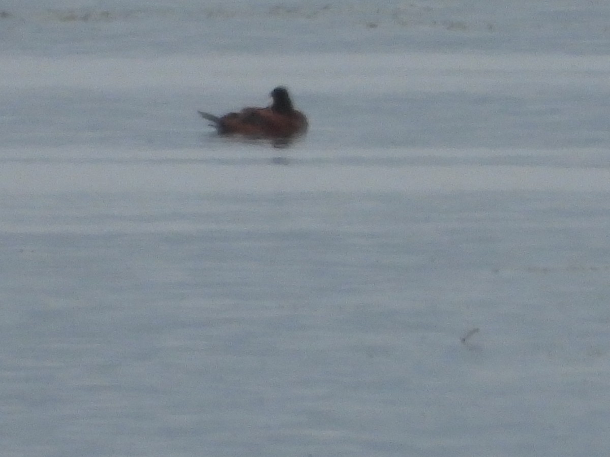 Ruddy Duck - ML640179428