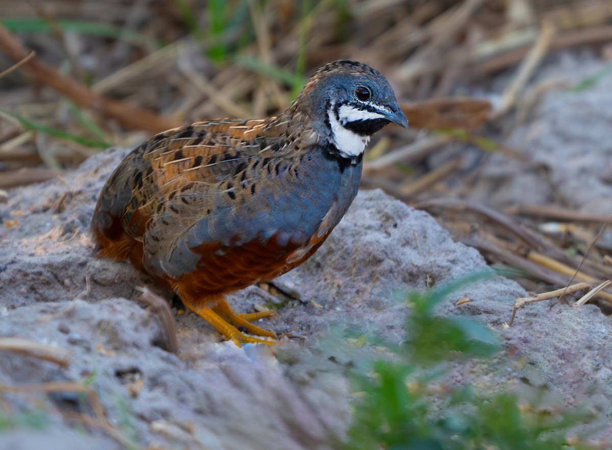 Blue-breasted Quail - ML640179434