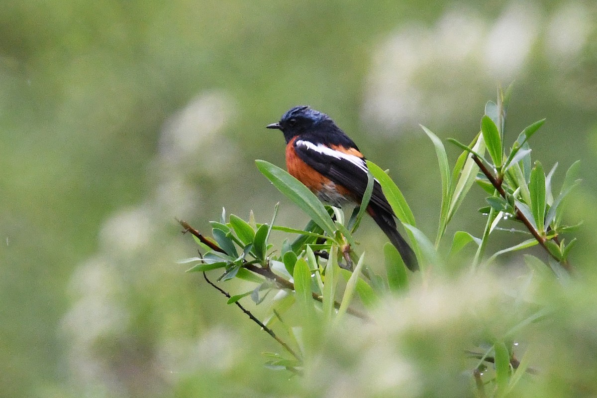White-throated Redstart - ML640179455