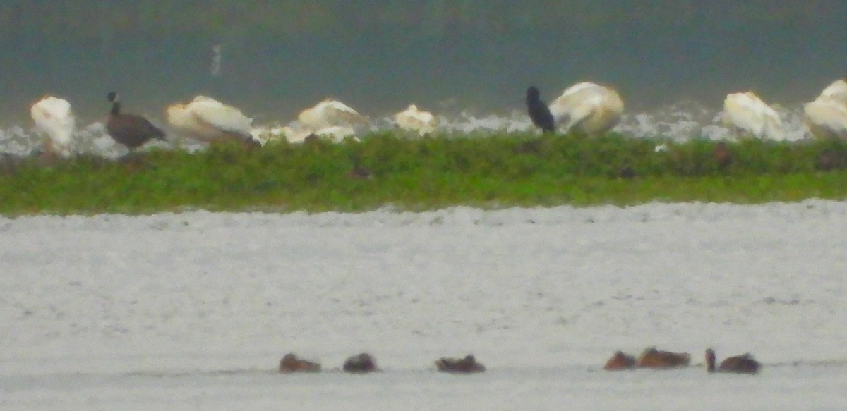 American White Pelican - ML640179484