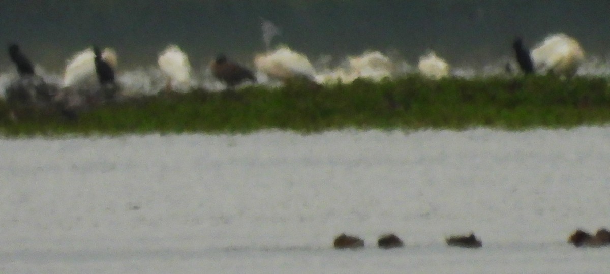 American White Pelican - ML640179485