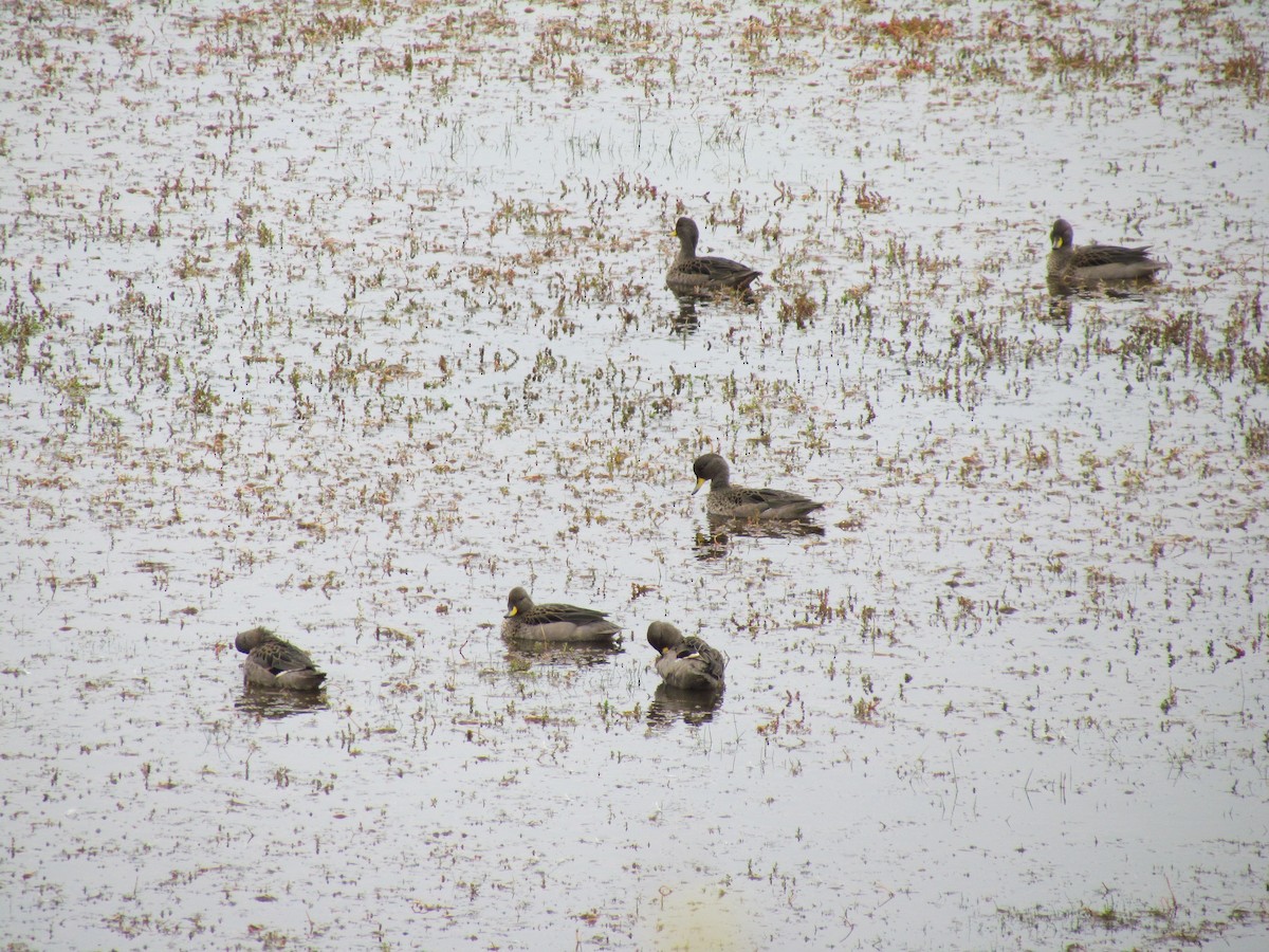 Yellow-billed Teal - ML640179503