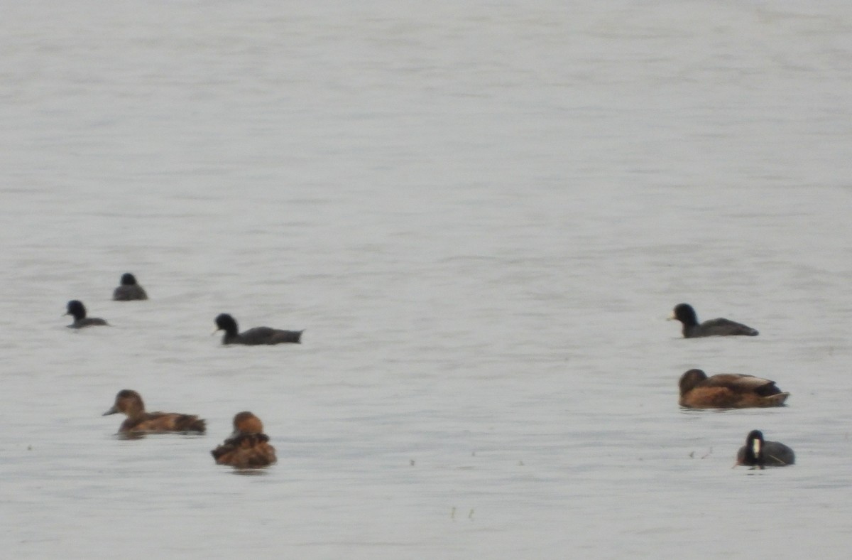 American Coot - ML640179508