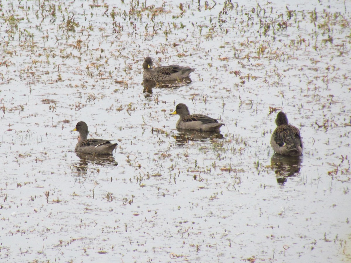 Yellow-billed Teal - ML640179510