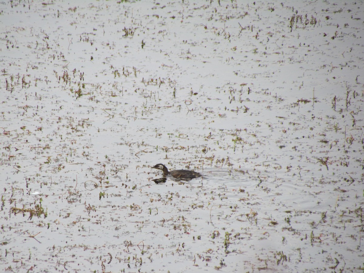 White-tufted Grebe - ML640179561