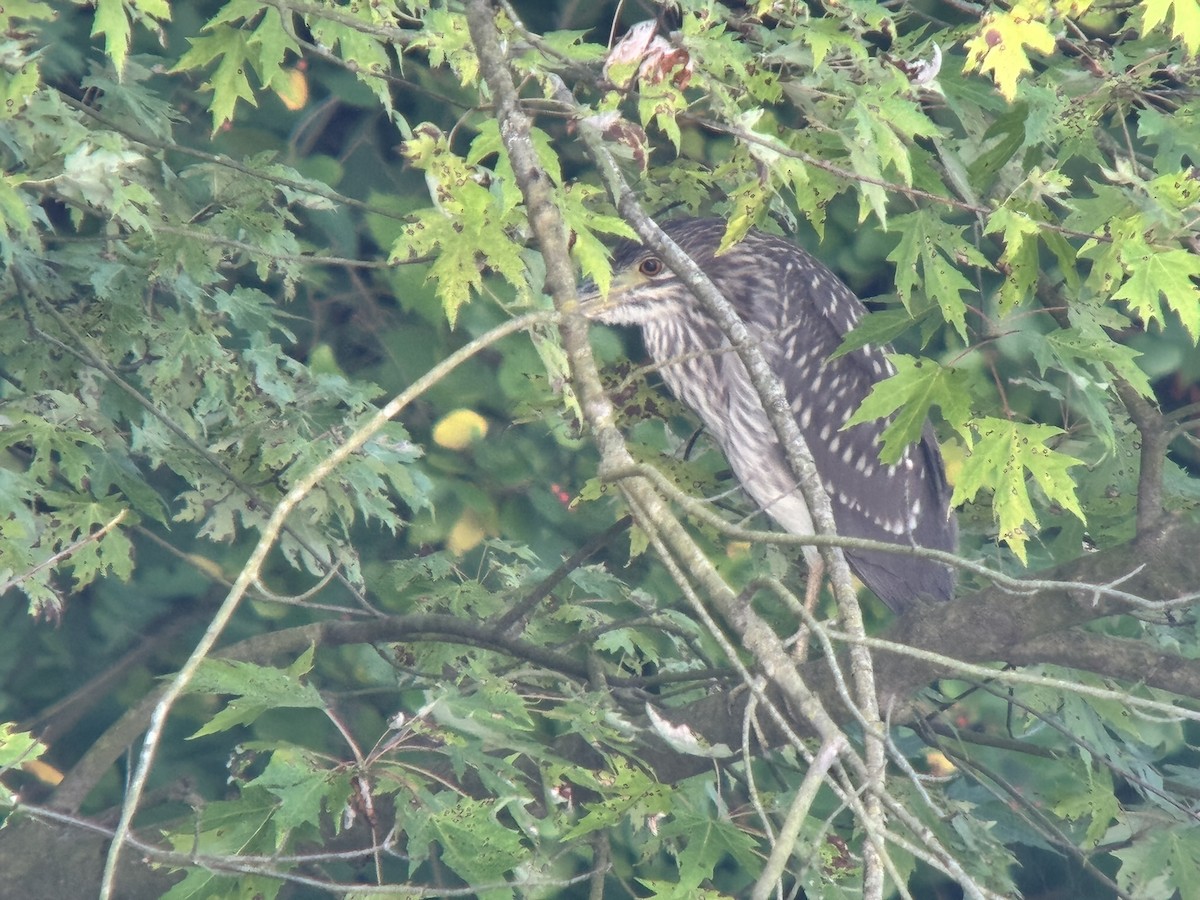 Black-crowned Night Heron - ML640179569