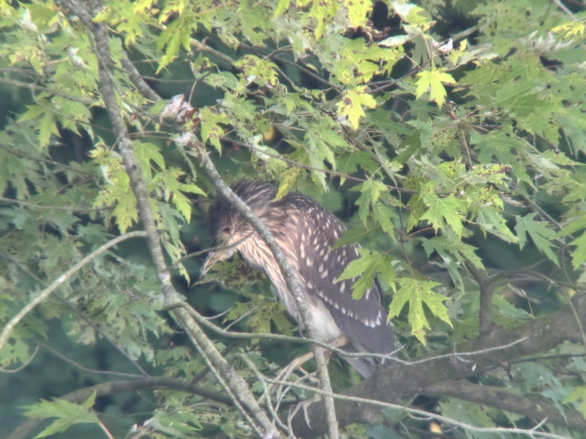 Black-crowned Night Heron - ML640179570