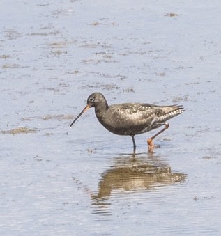 Spotted Redshank - ML640179571